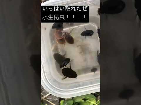 園芸 水生昆虫
