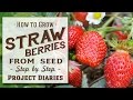 The Best 17 When To Plant Strawberry Seeds Uk