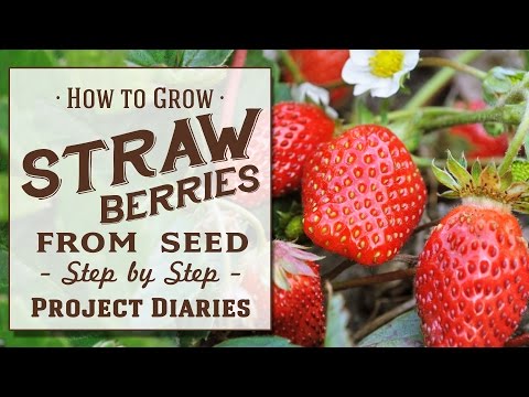 ★ How to: Grow Strawberries from Seed (A Complete Step by Step Guide)