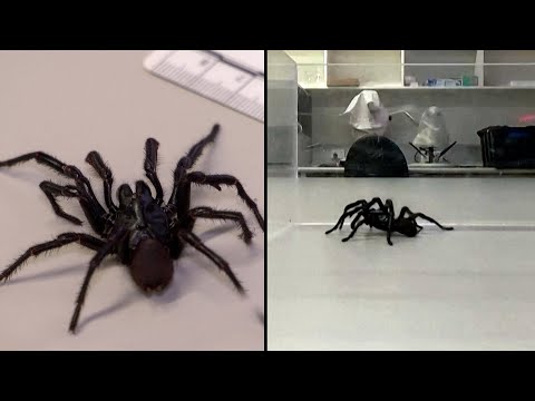Venomous 'Big Boy' Spider Discovered in Australia
