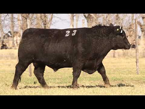 La Rubeta - La Negra 2021 - Toros PC - Corral 8 - Toro 23