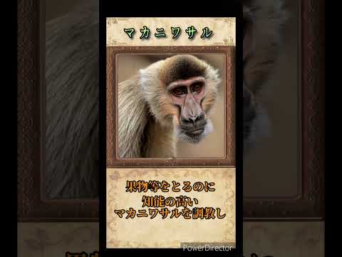 alt= ニホンザル Macaca fuscata 属の 21 種のうちの 1 つ