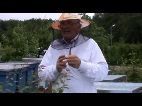 Manastirea Tisa - Urgenta zilei este recoltarea botcilor gata de ecluzionat - apicultura video