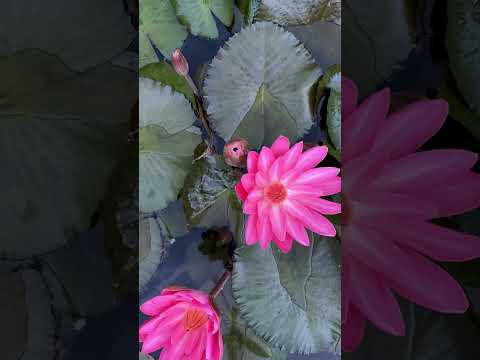 Doing a Timelapse of a Night Blooming Tropical Water Lily 😍  #timelapse #waterlily