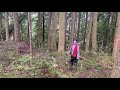 Tree Crown And Position Classification