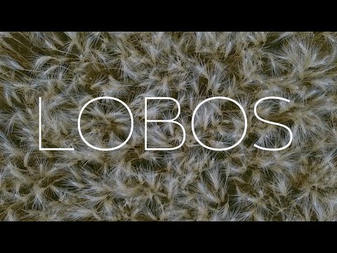 Lobos, Buenos Aires | Cinematic Nature Short (DJI Drone)