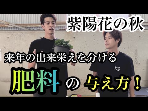 アジサイを雨から守る 追加の水やり 有害な開花