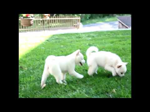 Shiba Inu Puppies For Sale Ephraim Stoltzfus
