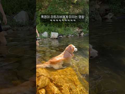 폭염이 리트리버에게 미치는 영향 (뒷태주의 ㅋㅋㅋ)