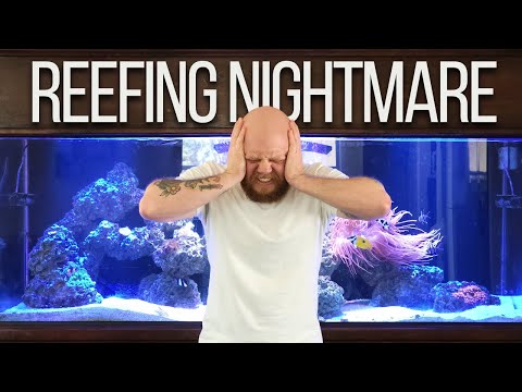 Dinoflagellates in a Reef Tank: What you need to know!