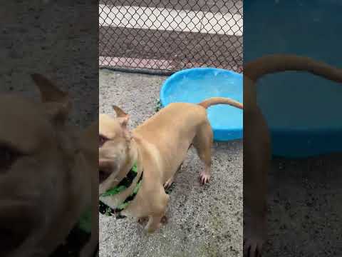 Wiggles video