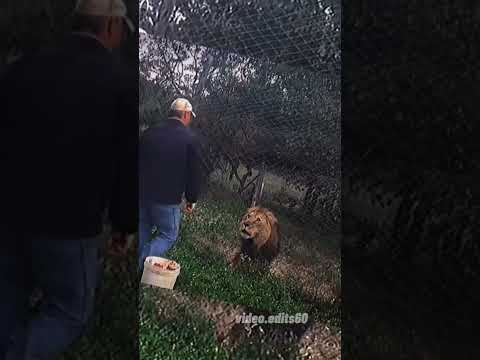 He want something else💀#videoedits60 #animals #lion