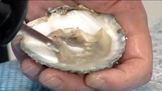 How to open Flat Oysters | 104