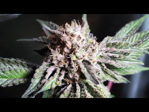 Skywalker OG at flower week 8 (day 55 / day 98 from seed) 🌱 flush day 11 🥶 ice day 6 ⚫ dark day 0