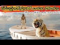 A Man Lonely Journey With A Tiger In Sea An Unimaginable Heart Feel Story Life Of Pi In Telugu