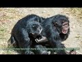 Chimps And Bonobos Both Relieve Sexual Tension By Rubbing Genitals