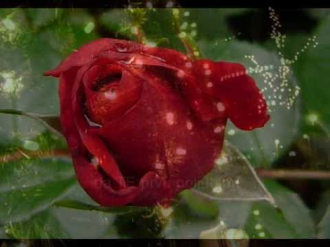 Boris Oštrić - Božić u Dalmaciji