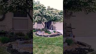 Dogwood #youtubeshort #nature #shortsyoutube #youtubeshorts #youtube #dogwood #landscape #trees