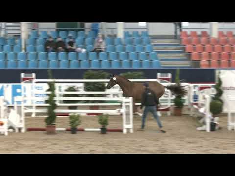 Kat. Nr. 3 Hengst v. Ben Benicio - Quaterback *18.02.2023