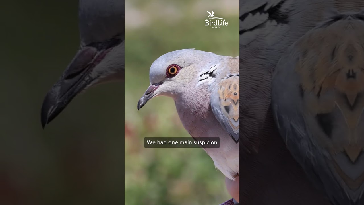 May the Turtle-dove is back!