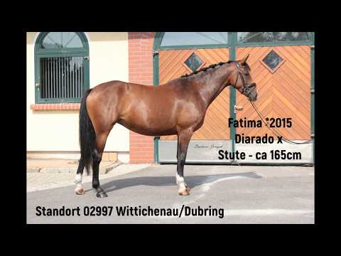 Verkaufspferd Diarado's Boy x Florida Stute *2015