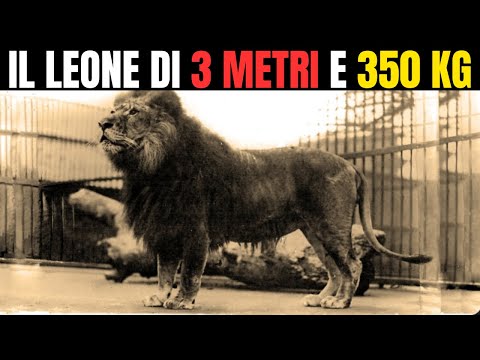 Lion - SIMBA, THE 3-METER, 350-KG MEGA LION | Lion Is Bigger Than the Tiger