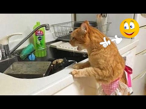❤️ Funniest Cats and Dogs 😆😘 Funny Cats Videos 😂🐱#1