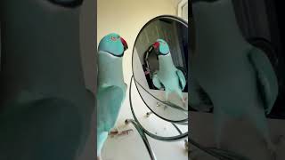 You be a good baby #parrot #thebluechicken #talkingparrot #indianringneck #funnyanimals #cutepets