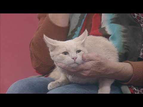 Pet of the Week - YouTube