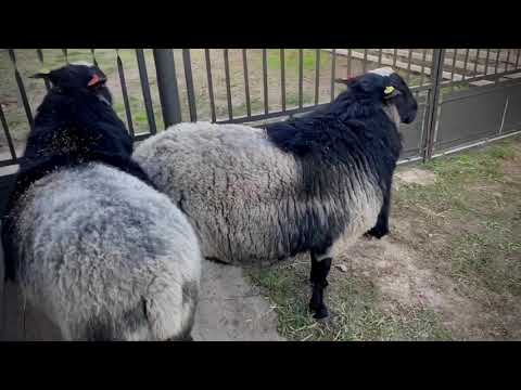 Romanovski ovnovi uvezeni 2020! Romanov Serbia!