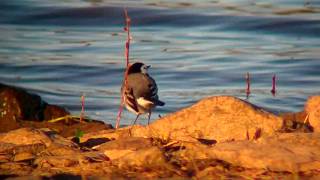 preview picture of video 'Wagtail [Moticilla alba yarrellii]'