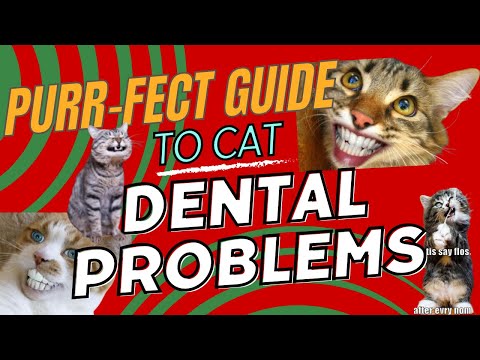 Caring for Your Cat's Dental Health: Tips and Solutions 🐱
