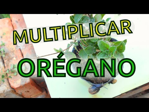 Cómo Multiplicar Orégano Fácil | Aromáticas || La Huerta de Daniel