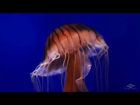 Georgia Aquarium video thumbnail