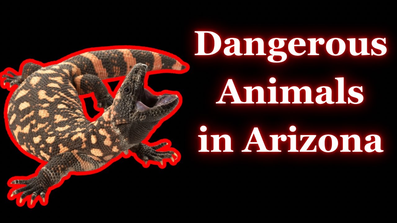 Dangerous Animals in Arizona