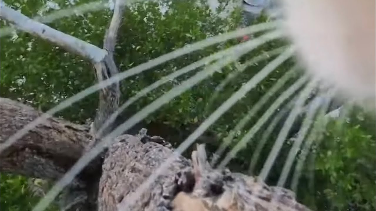 猫の目線で朝の散歩。Morning walking with Cat’s perspective