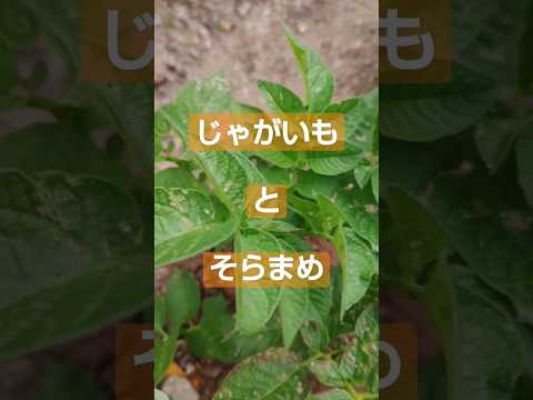 ジャガイモの隣に植えてはいけない植物は何ですか?最悪のコンパニオンプランツの完全なリスト  庭園