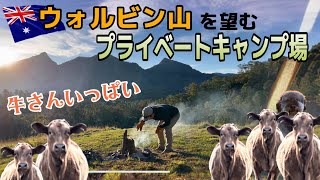 【🇦🇺アラフィフ夫婦のキャンプLIFE】牛に囲まれてのーんびりキャンプ🐮とマーケット