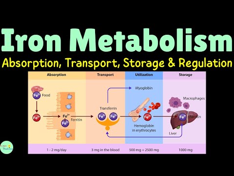 Iron Metabolism: Absorption, Transport, Storage & Regulation