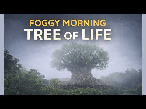 Tree of Life in the Fog | Animal Kingdom Morning Ambience (Disney World, 4K)