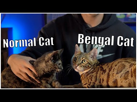 Kitten Review: Bengal Cat V.S House Cat