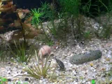 aqua plantado 30l coridoras hastatus