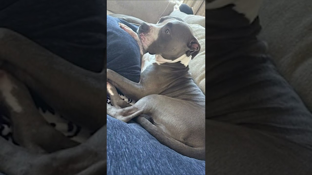 Bleux, a Adoptable Pit Bull Terrier in McKinney, TX video 6/6
