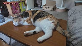 三毛猫フミちゃん　 LIVE配信　2026年7月22日　calico cat　(LIVE stream)