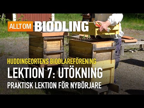 Utökning - Praktisk lektion | Nybörjarkurs i Biodling
