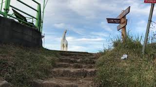 ぐーにーダイエット最終奥義「高尾山ランニング」その５最後
