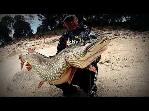 Suelta de lucio gigante . Giant Pike