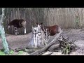 Kilimanjaro Safaris Disney S Animal Kingdom Part 1 The Okapi
