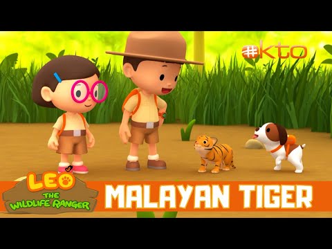 Where's its Mother?! Who Can Protect This BABY Tiger?|Leo the Wildlife Ranger|@Mediacorp okto