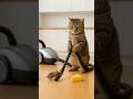 OMG Cat S Vacuum Of Doom Will The Mouse Escape Viralshorts Fyp Funnyanimals Catandmouse